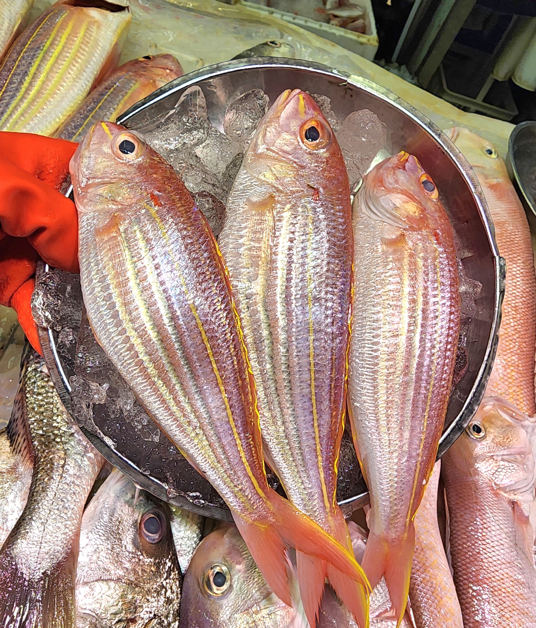 滾湯♨️本地紅衫魚🐟（約12兩）（3~4條）_0