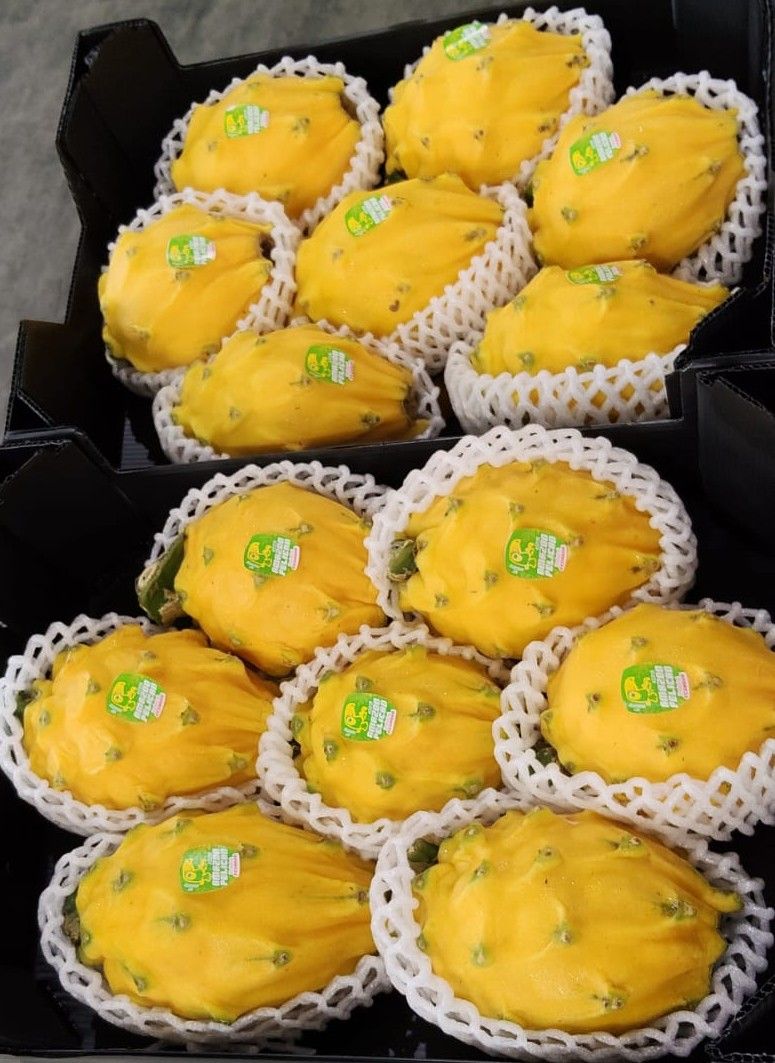 Ecuador Yellow Dragonfruit_0