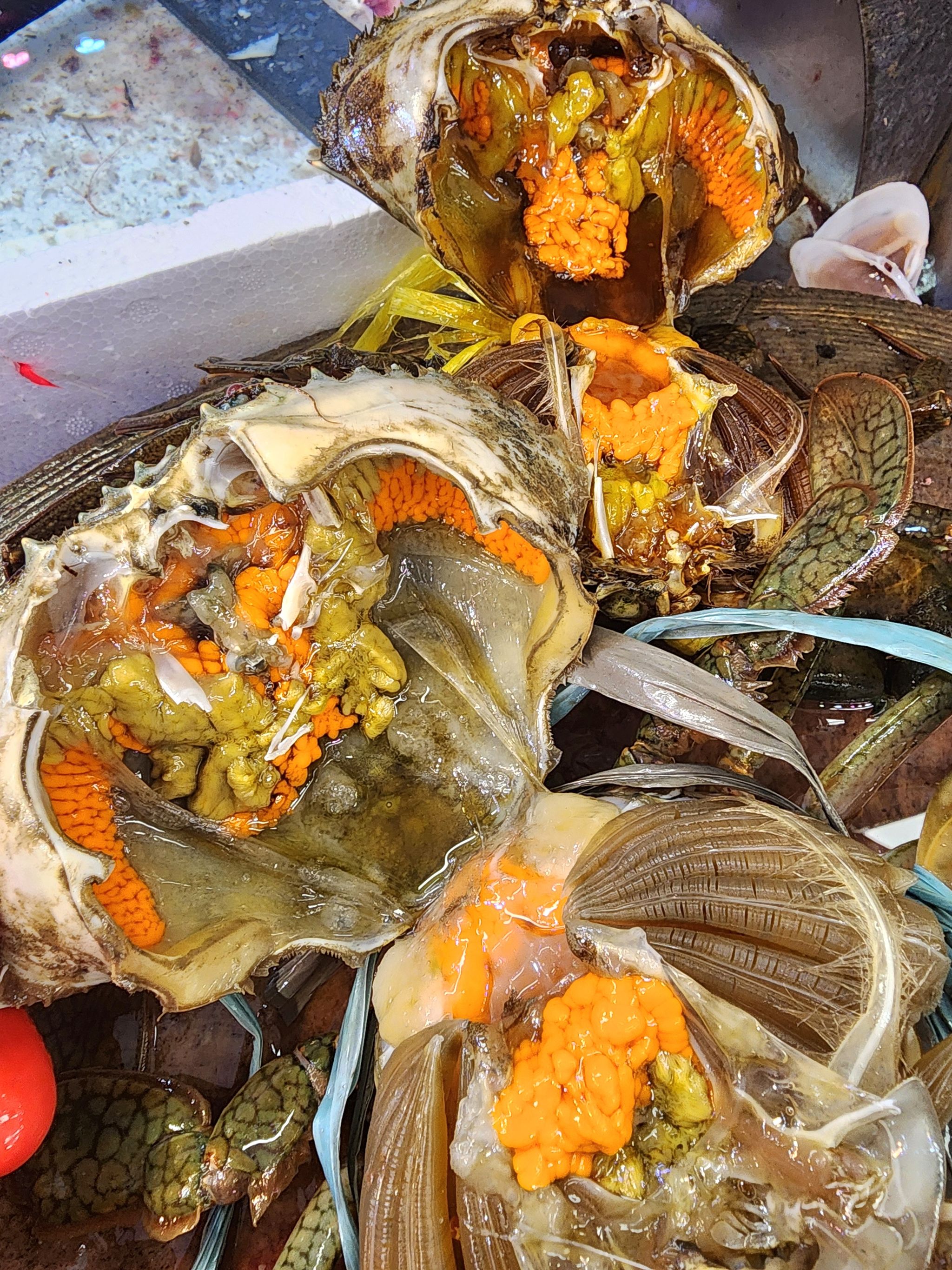 頂角膏蟹🦀(約13~14兩)(隻)_1