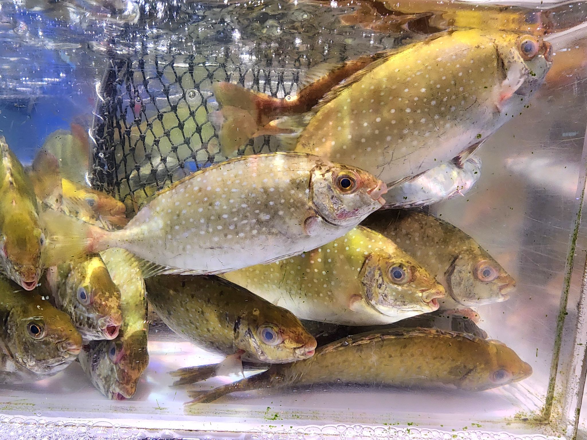 游水泥鯭魚🐟（6條⚠️）（約10~11兩）_0