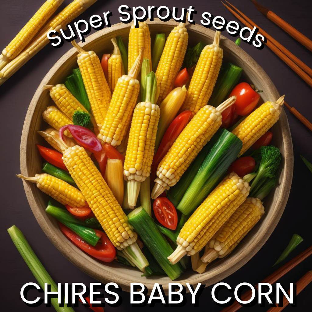 🌽CHIRES BABY CORN🌽 x 25 organic seeds_0