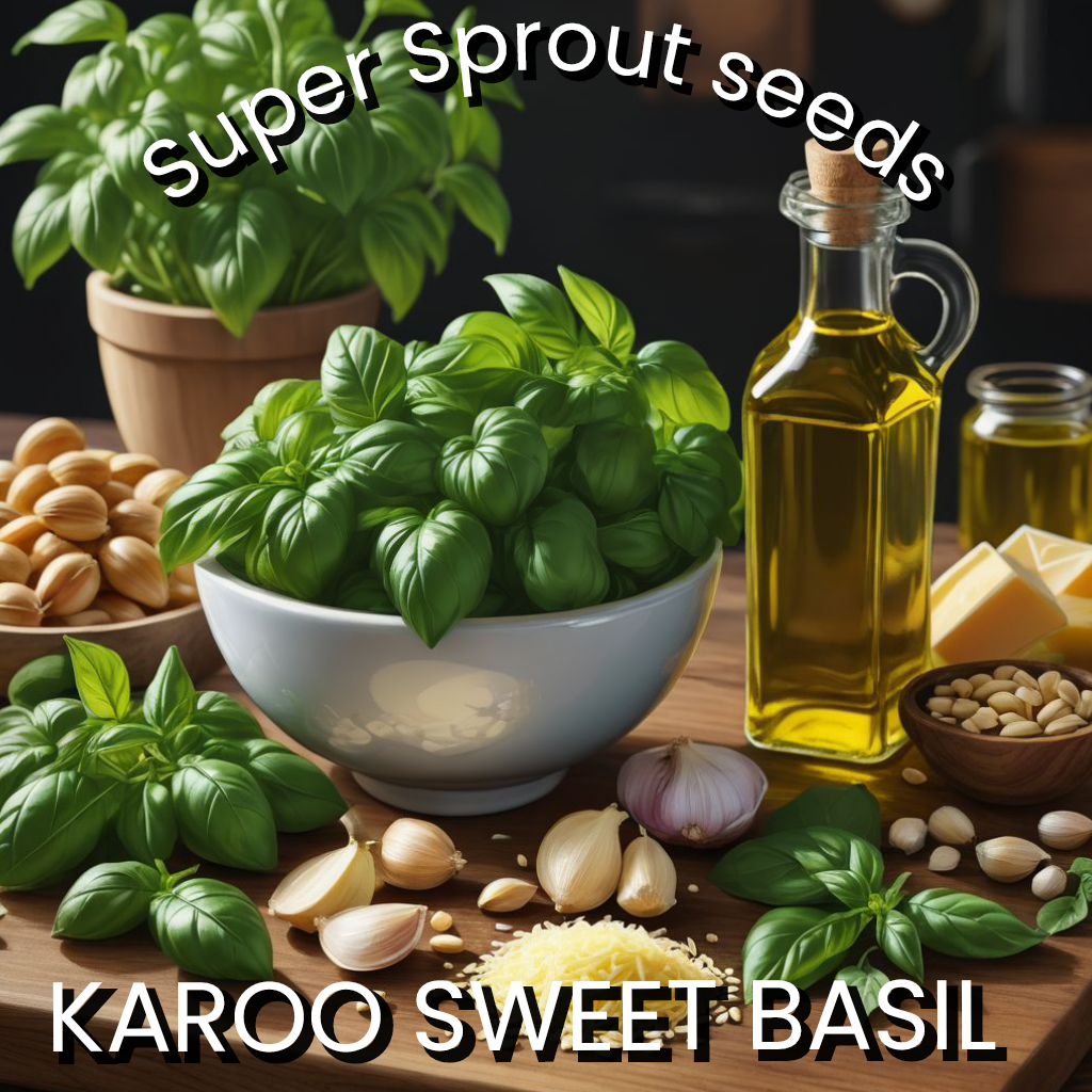 🌱KAROO SWEET BASIL🌱 x 50+ seeds_0