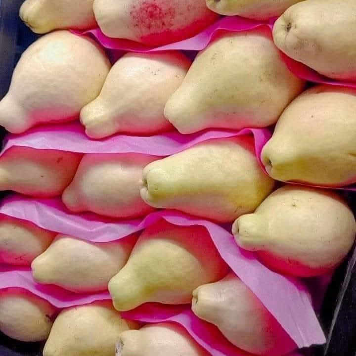 🍈 Guavas_0