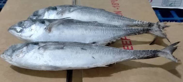 Ikan Cencaru_1