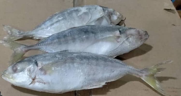 Ikan Selar_1