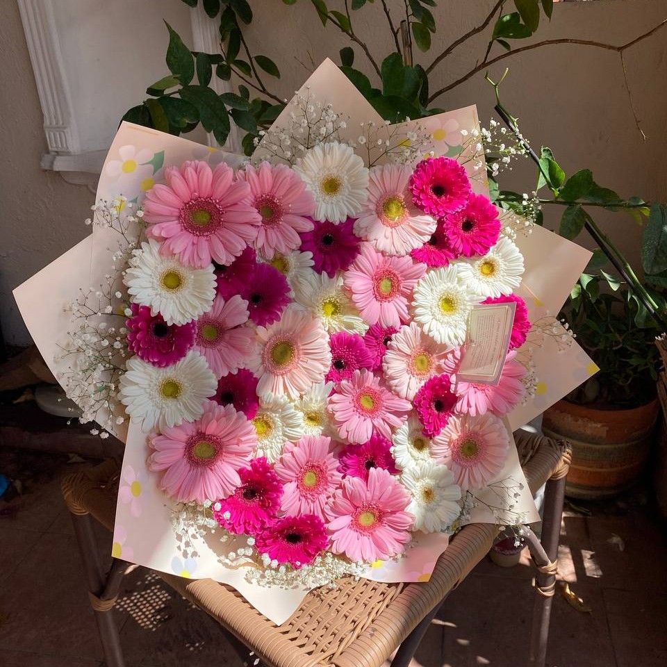 Maxi 50 gerberas_1