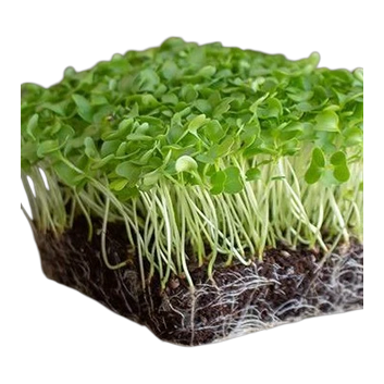 Microgreens – Kale Blue Curled 28g / Microgreens – Kale Rizado Azul 28g_0