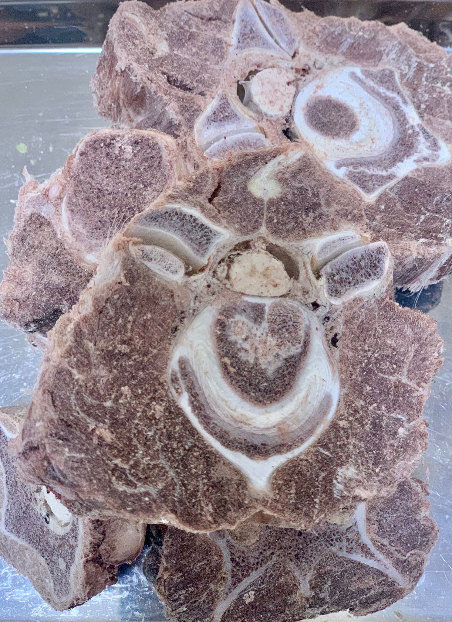 凍乾原片澳洲鹿頸 Freeze-dried deer neck_0