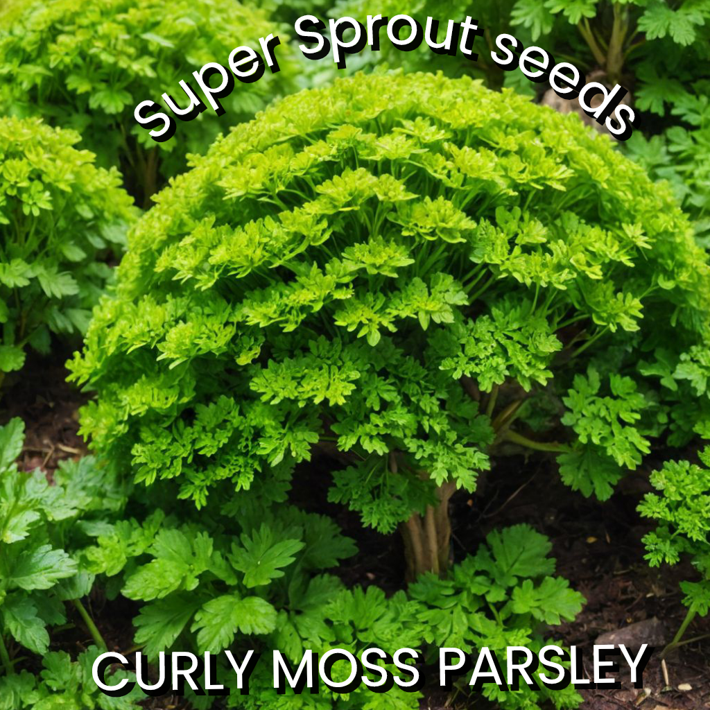 🌱CURLY MOSS PARSLEY/PIETERSELIE🌱 x 35+ seeds_0