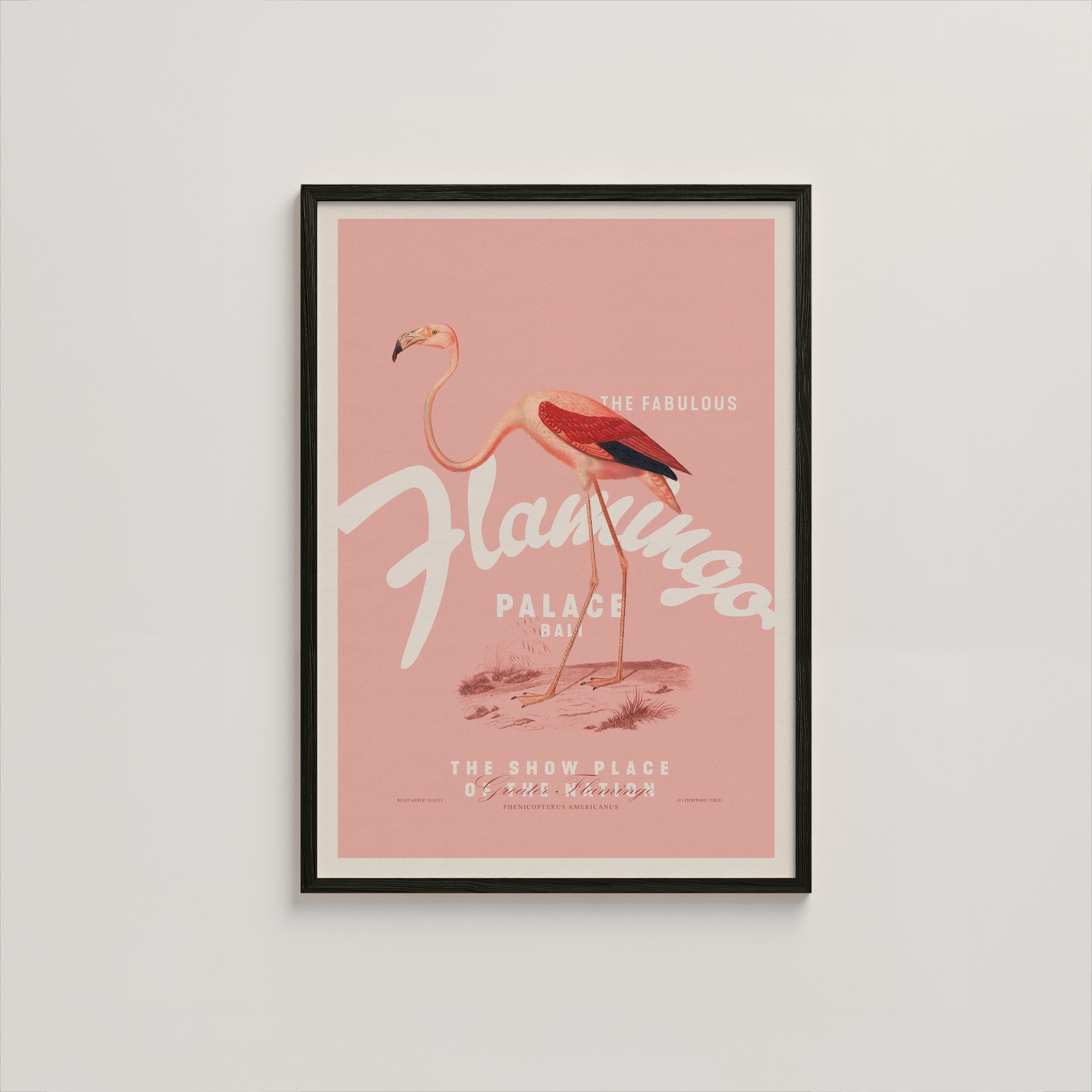FLAMINGO_1