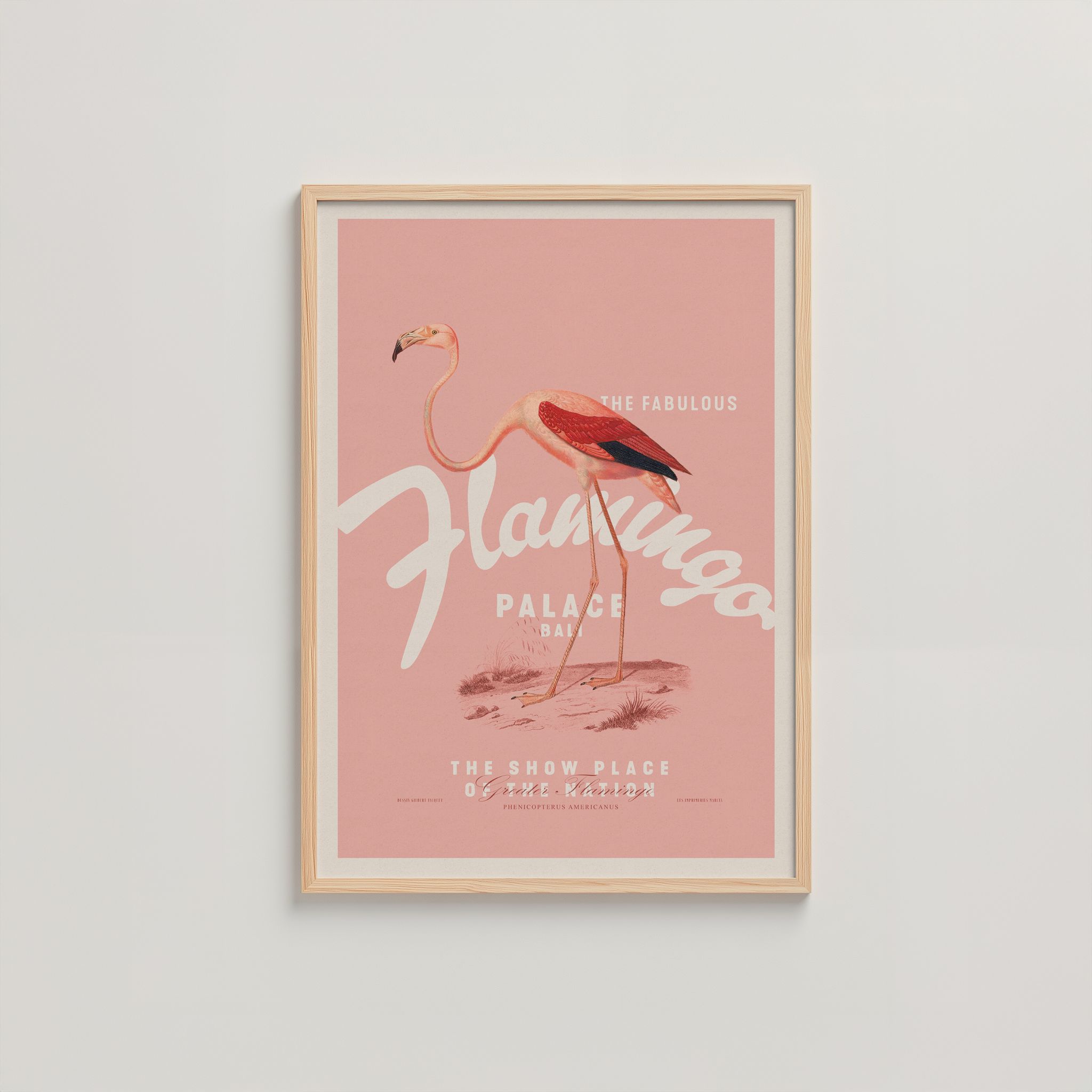 FLAMINGO_0