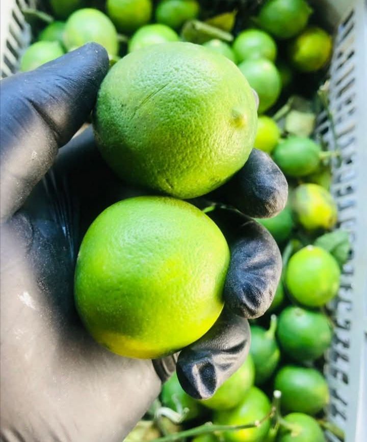 ليمون أخضر _0
