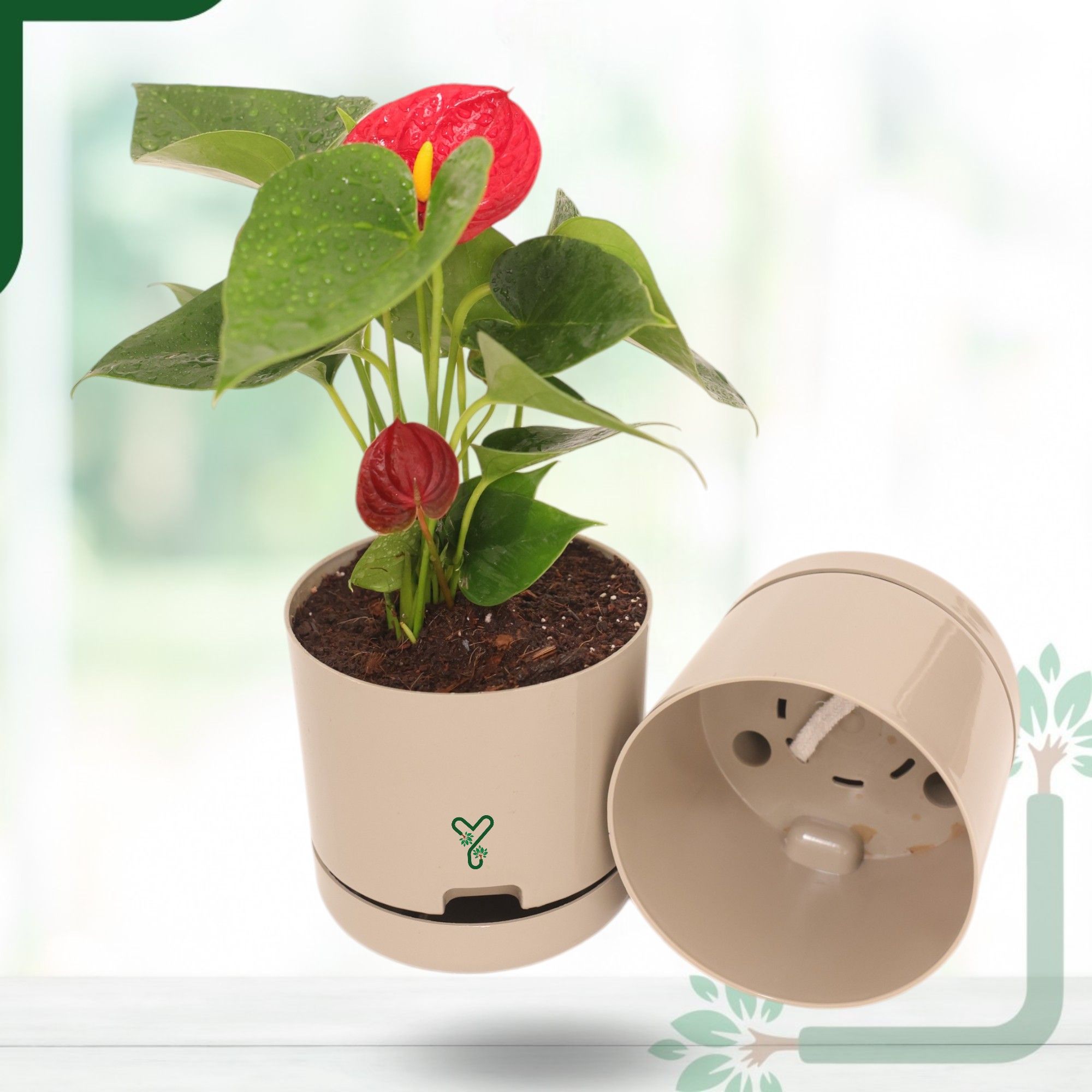 AQI fighter - Red Anthurium Plant Live - Elegant Blooms & Air Purifying Indoor Plant_2