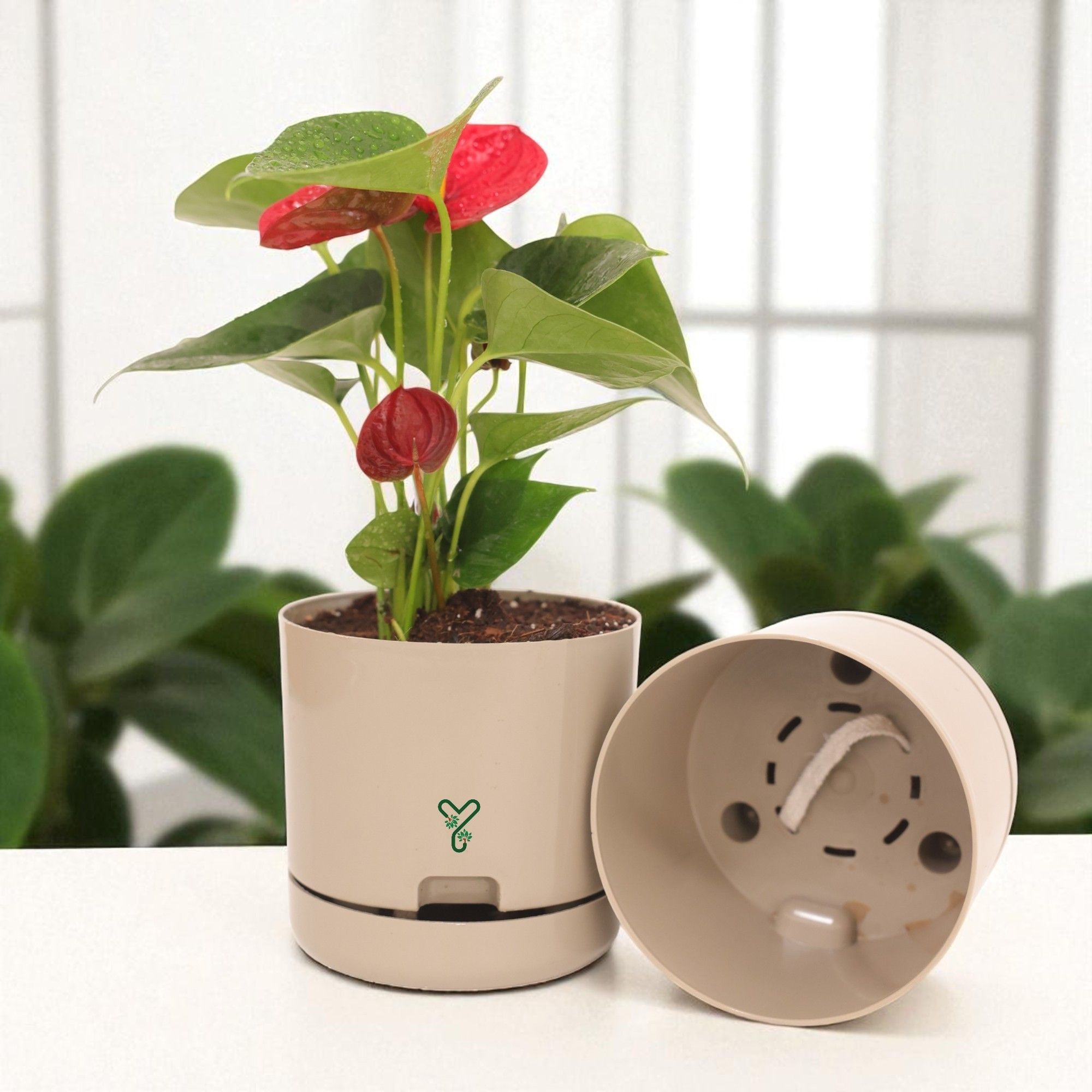 AQI fighter - Red Anthurium Plant Live - Elegant Blooms & Air Purifying Indoor Plant_1