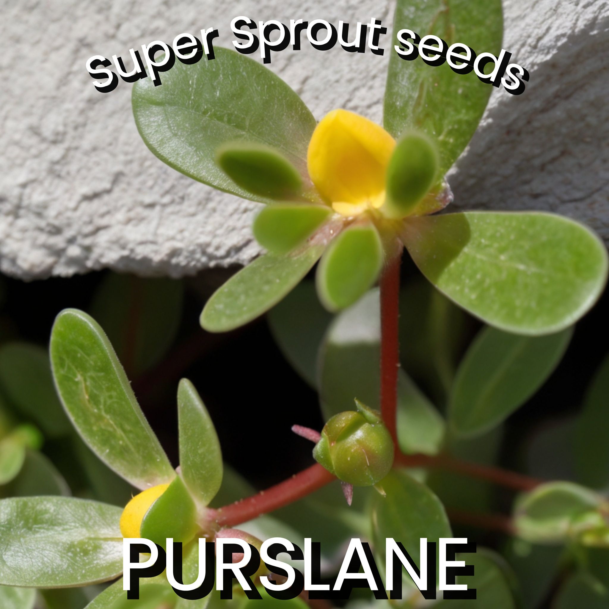 🌿PURSLANE🌿 x 100 seeds_0