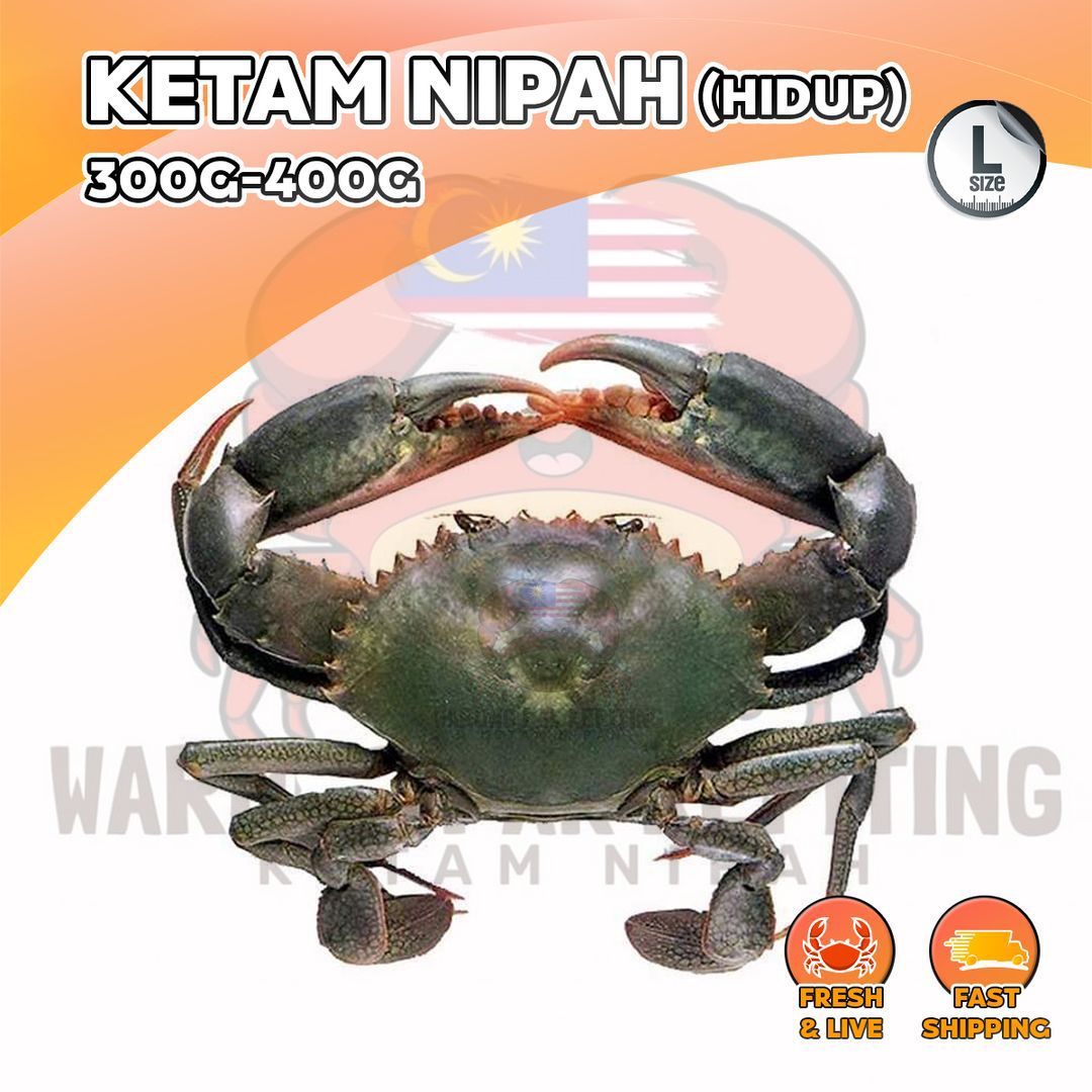 【HIDUP】Ketam Nipah Indonesia_2