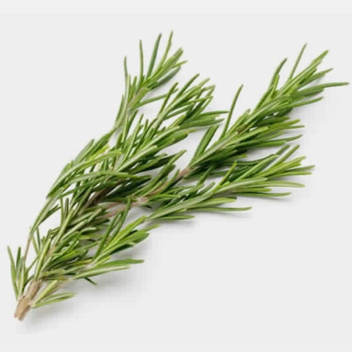 Fresh rosemary _0
