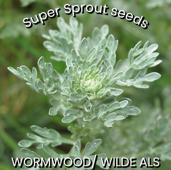 Wormwood / Wilde Als x 50 seeds_0