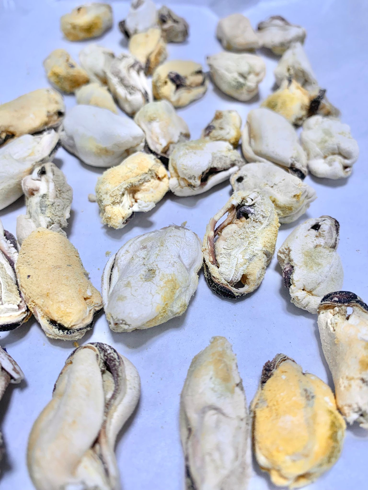 凍乾紐西蘭青口 Freeze-dried mussels_0