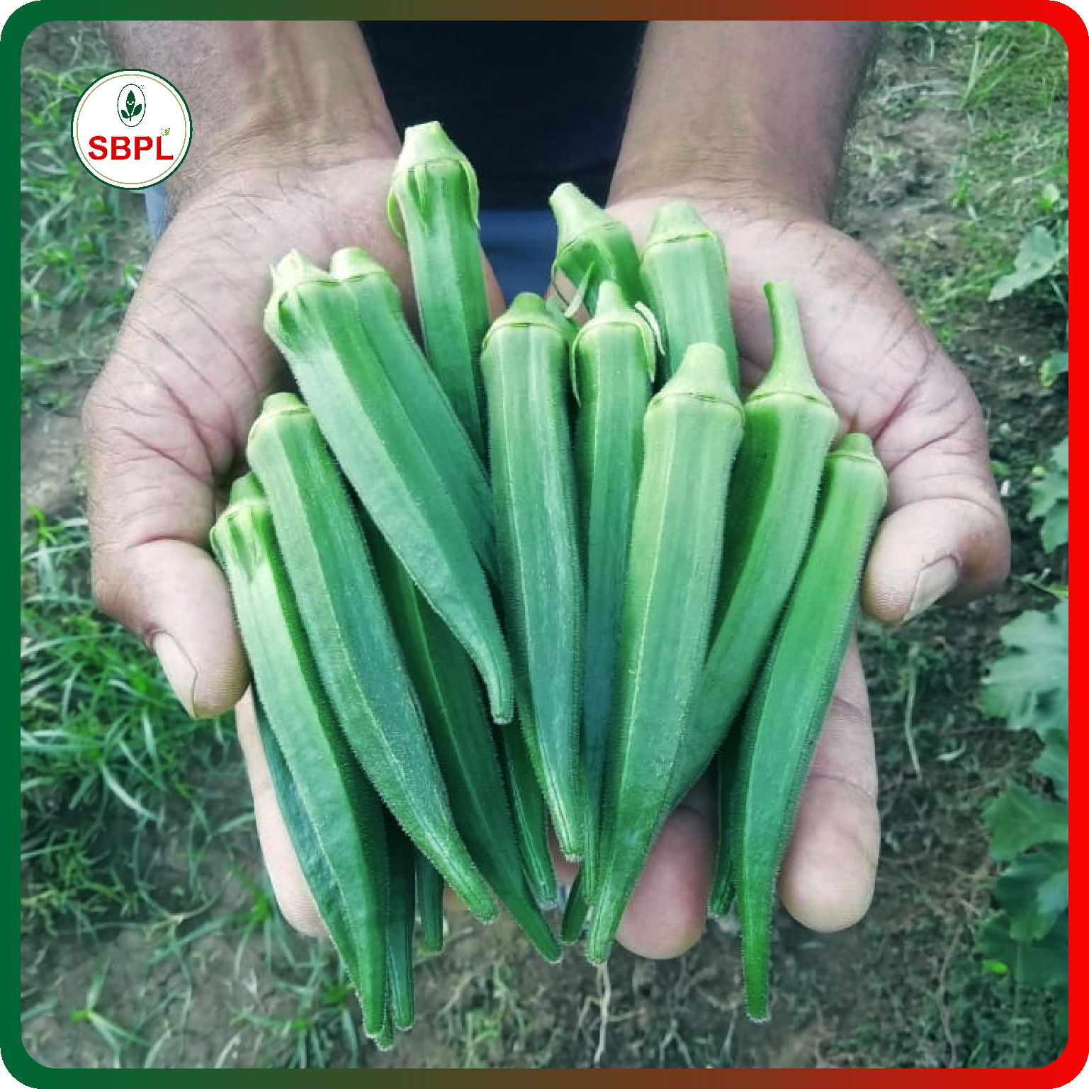 Sagar Maruti F1 Okra (250g)_3