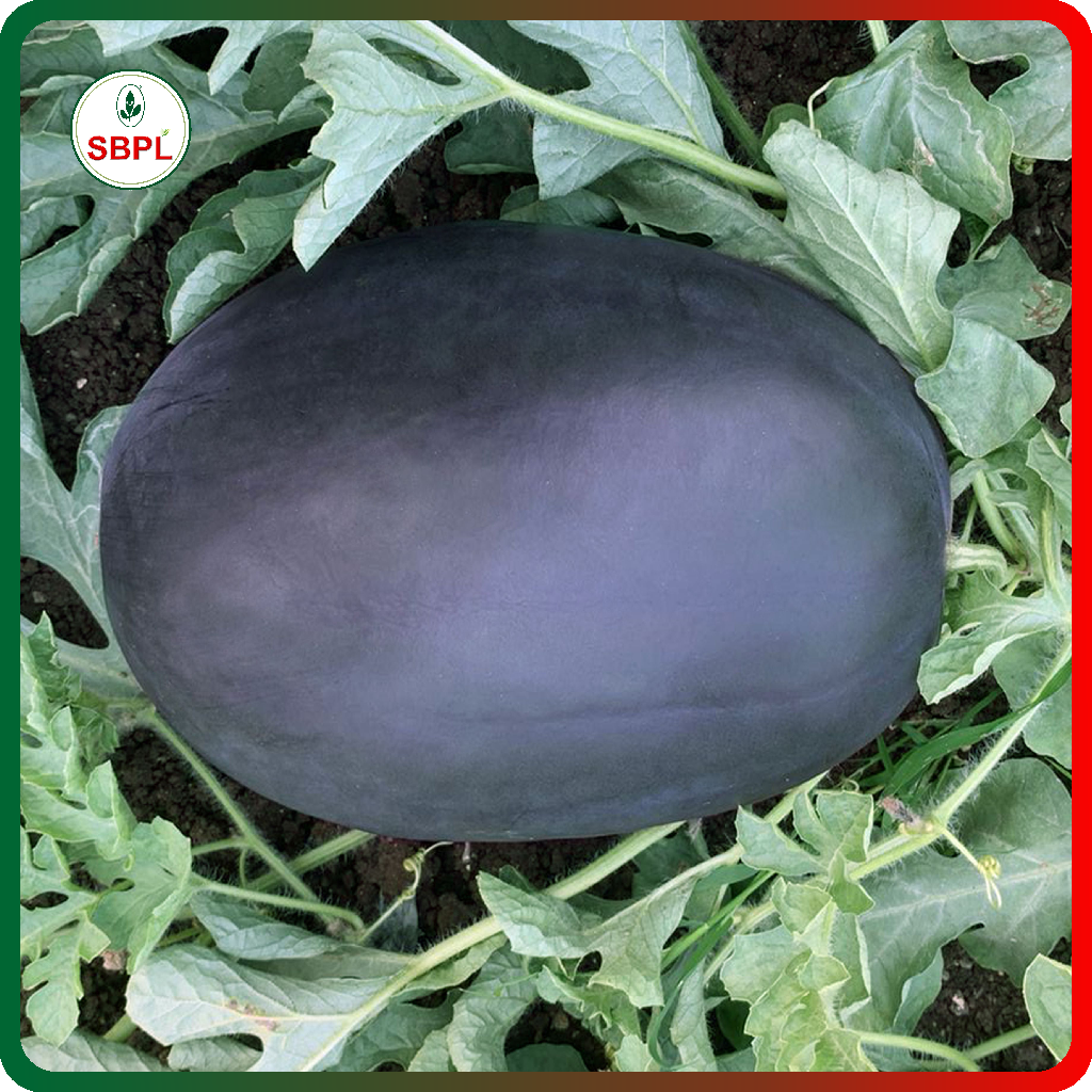 Sagar Karnal F1 Watermelon(25g)_3