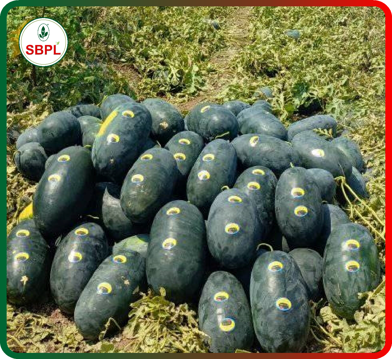 Sagar Marvel F1 Watermelon(25g)_3