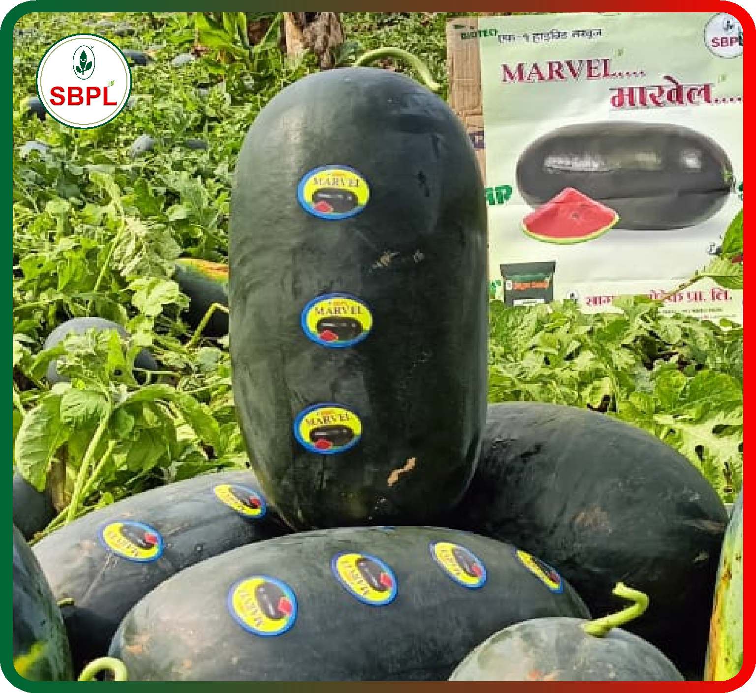 Sagar Marvel F1 Watermelon(25g)_5