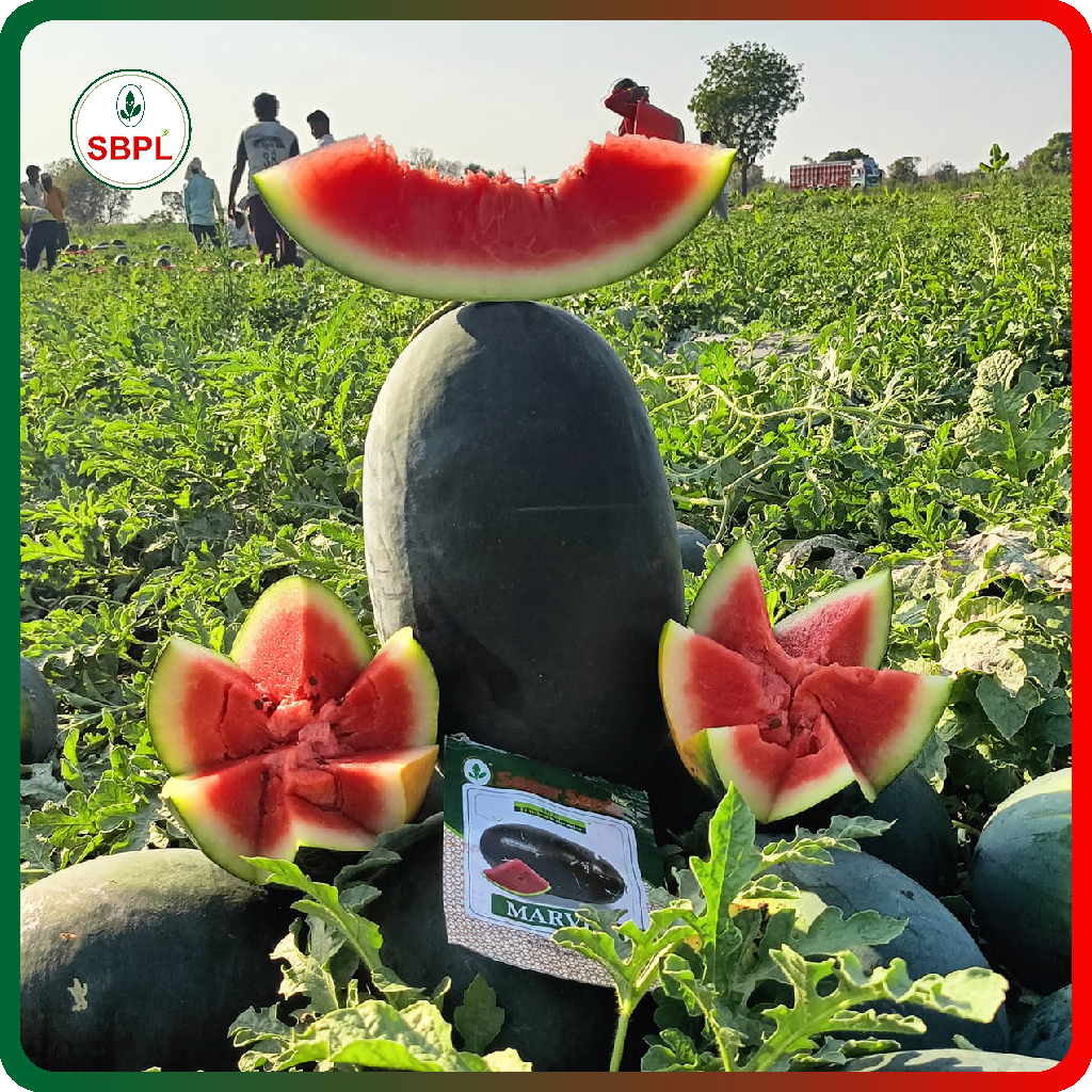 Sagar Marvel F1 Watermelon(25g)_1