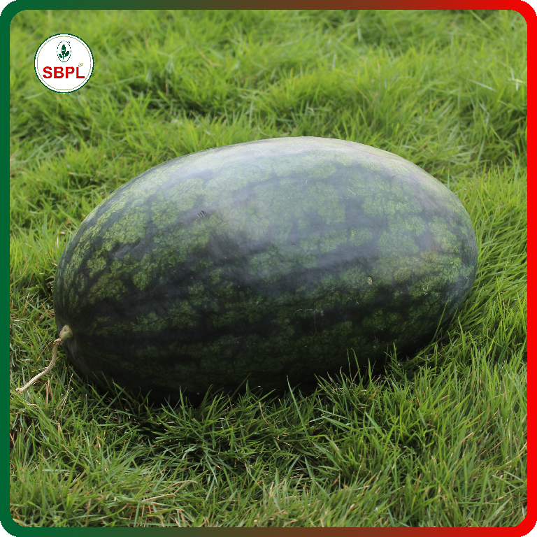 Sagar Karina King F1 Watermelon(50g)_1