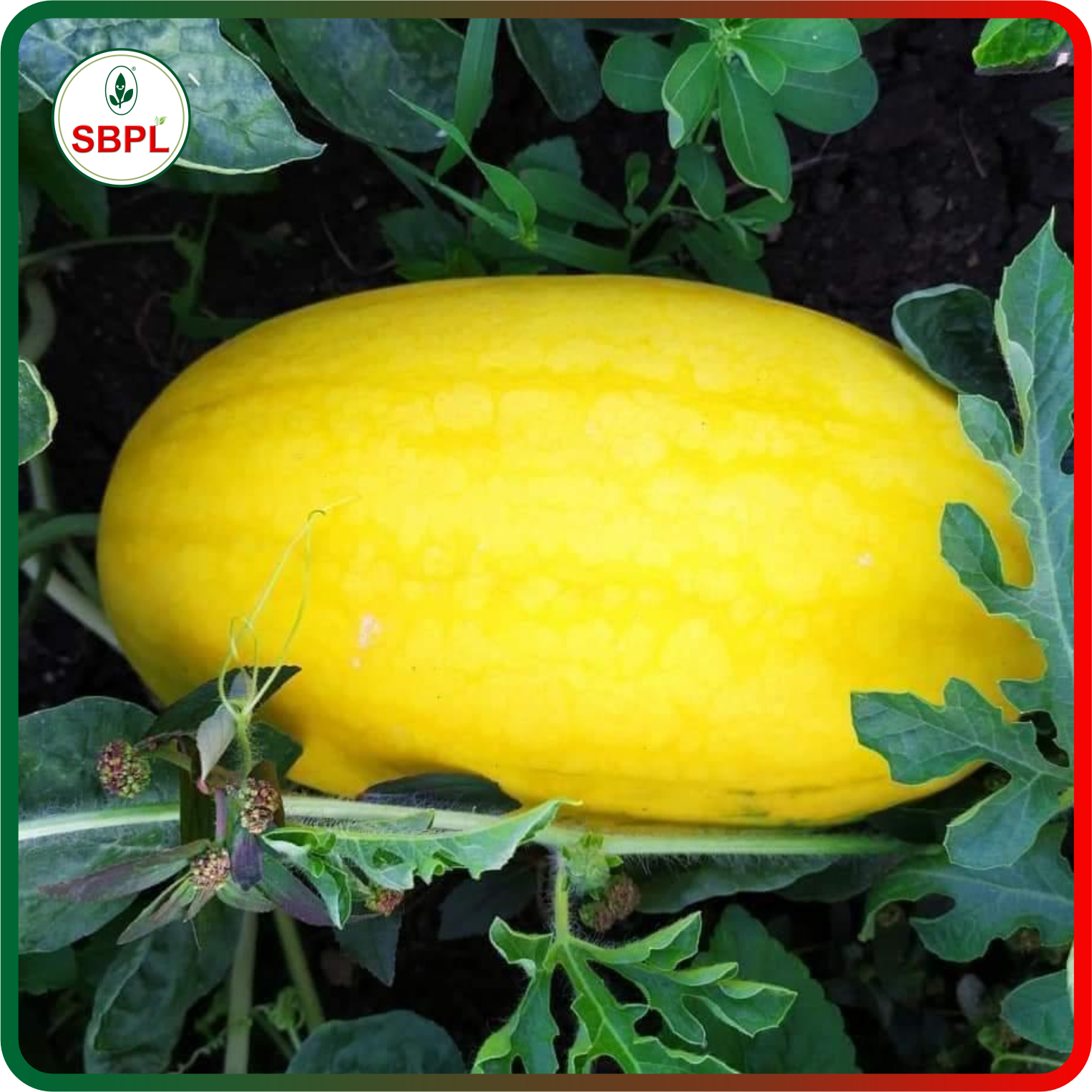 Sagar Golden King F1 Watermelon(25g)_1