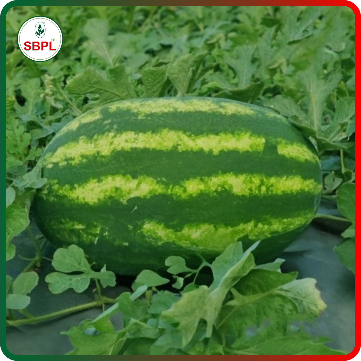 Sagar Suprem F1 Watermelon(50g)_2