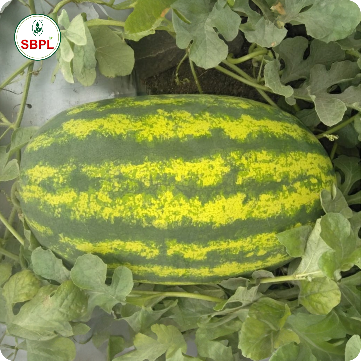 Sagar Suprem F1 Watermelon(50g)_1