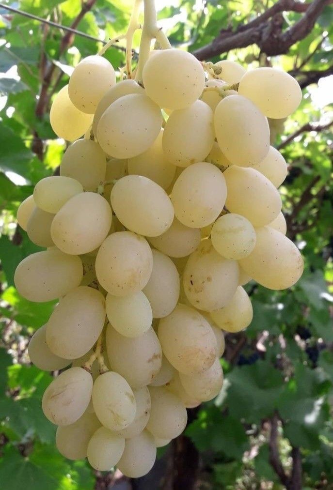 عنب حلواني _0