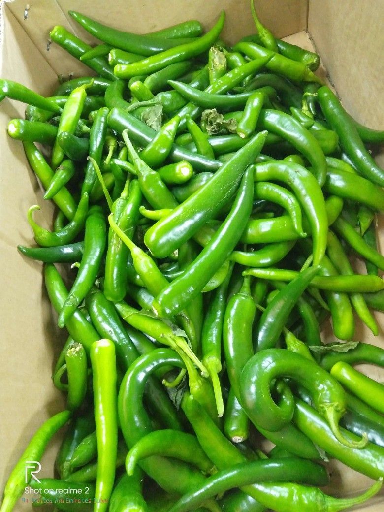 فلفل حلو ناعم_0