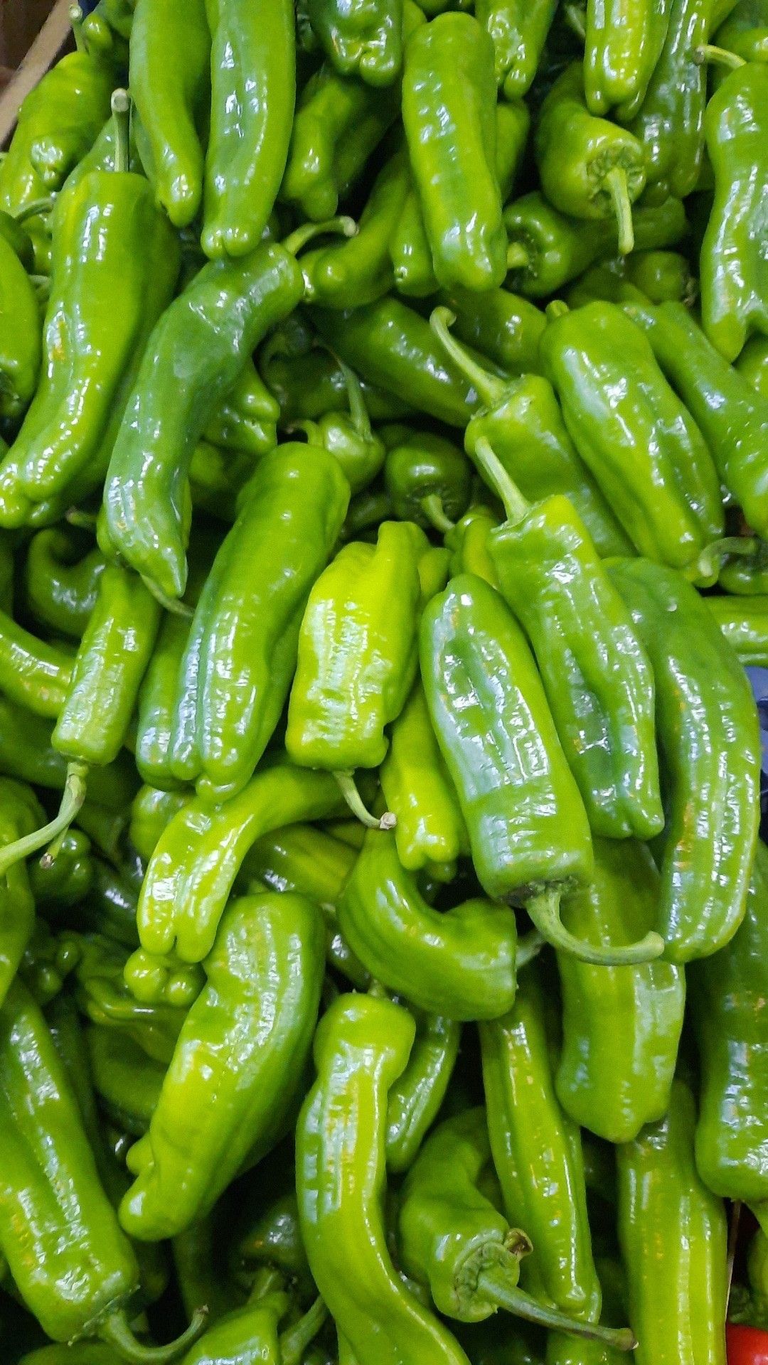 فلفل خرطوم _0