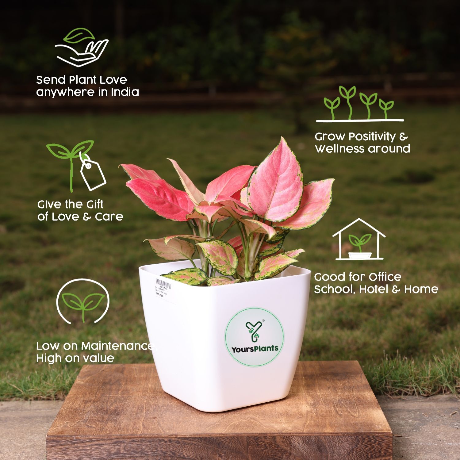 Siena Square Planters | Pack of 2 | White Pot_6