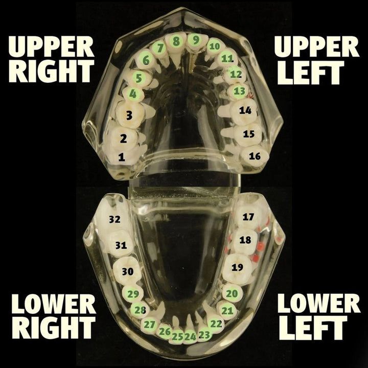 Real Solid 22K Gold Custom Grillz Teeth Grills_3