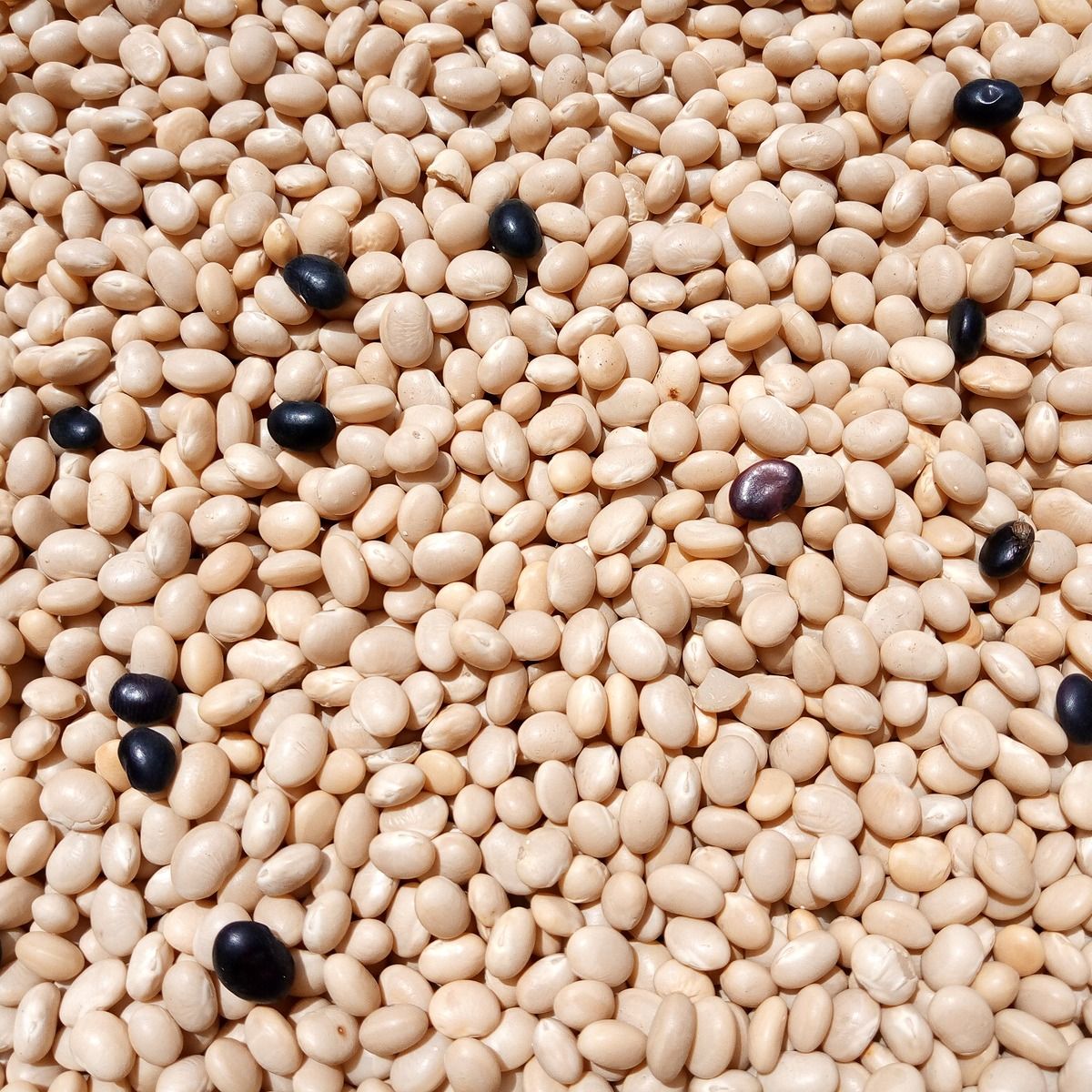  Cassoulet_0