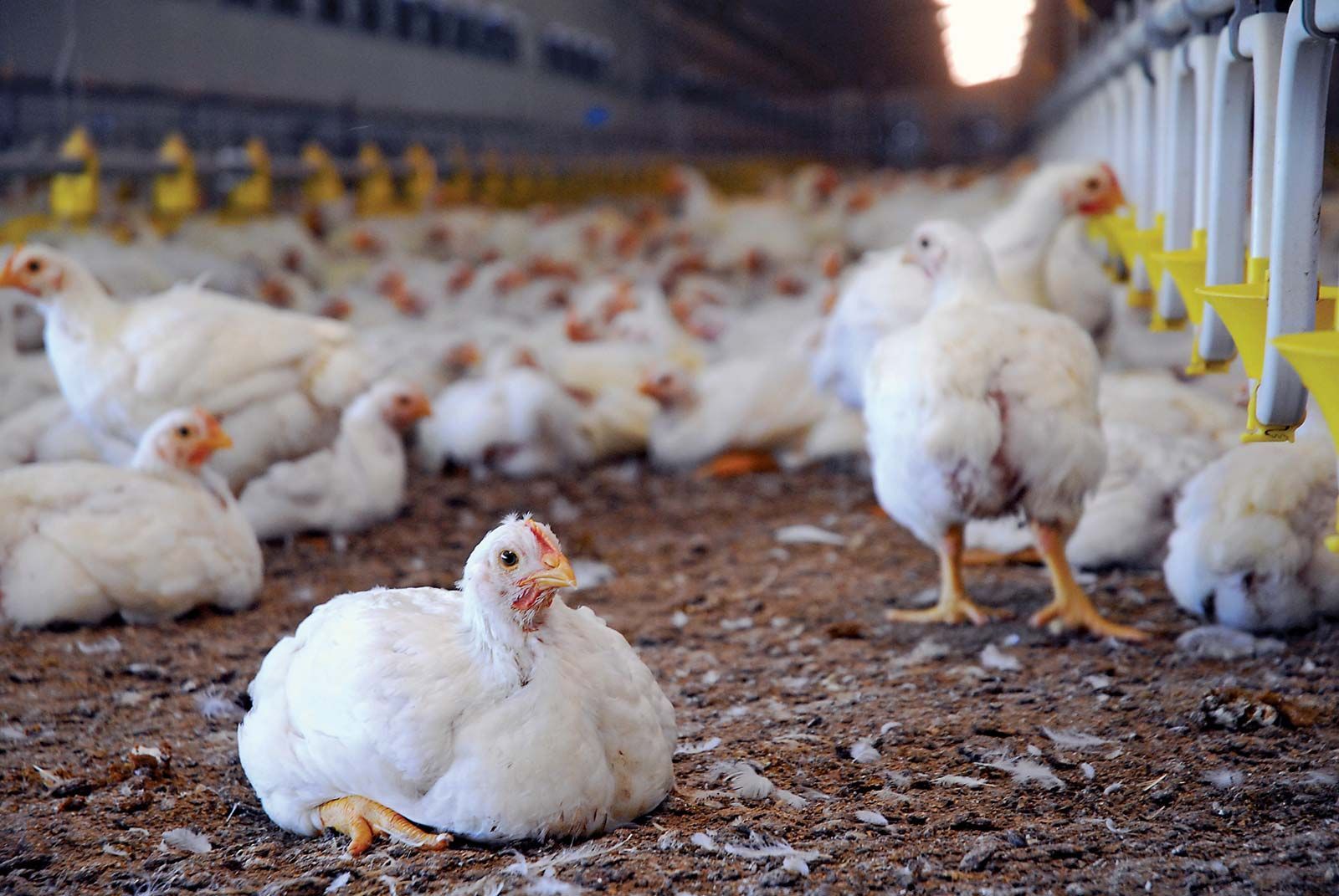 Live Broiler Chicken-per kg_0