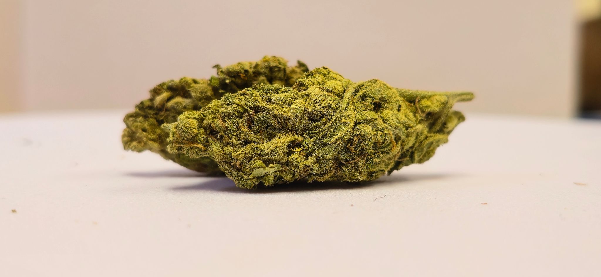 White rhino _1