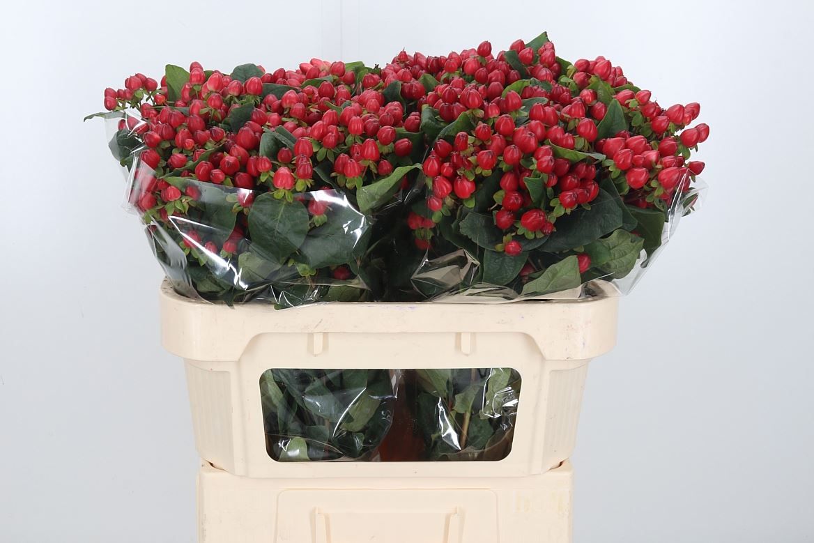 Hypericum Magic Triumph_0