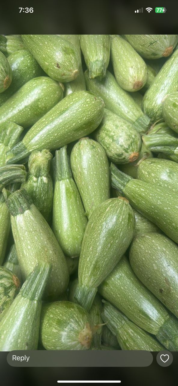 MPS35-Courgette normal كوسى عادي_0