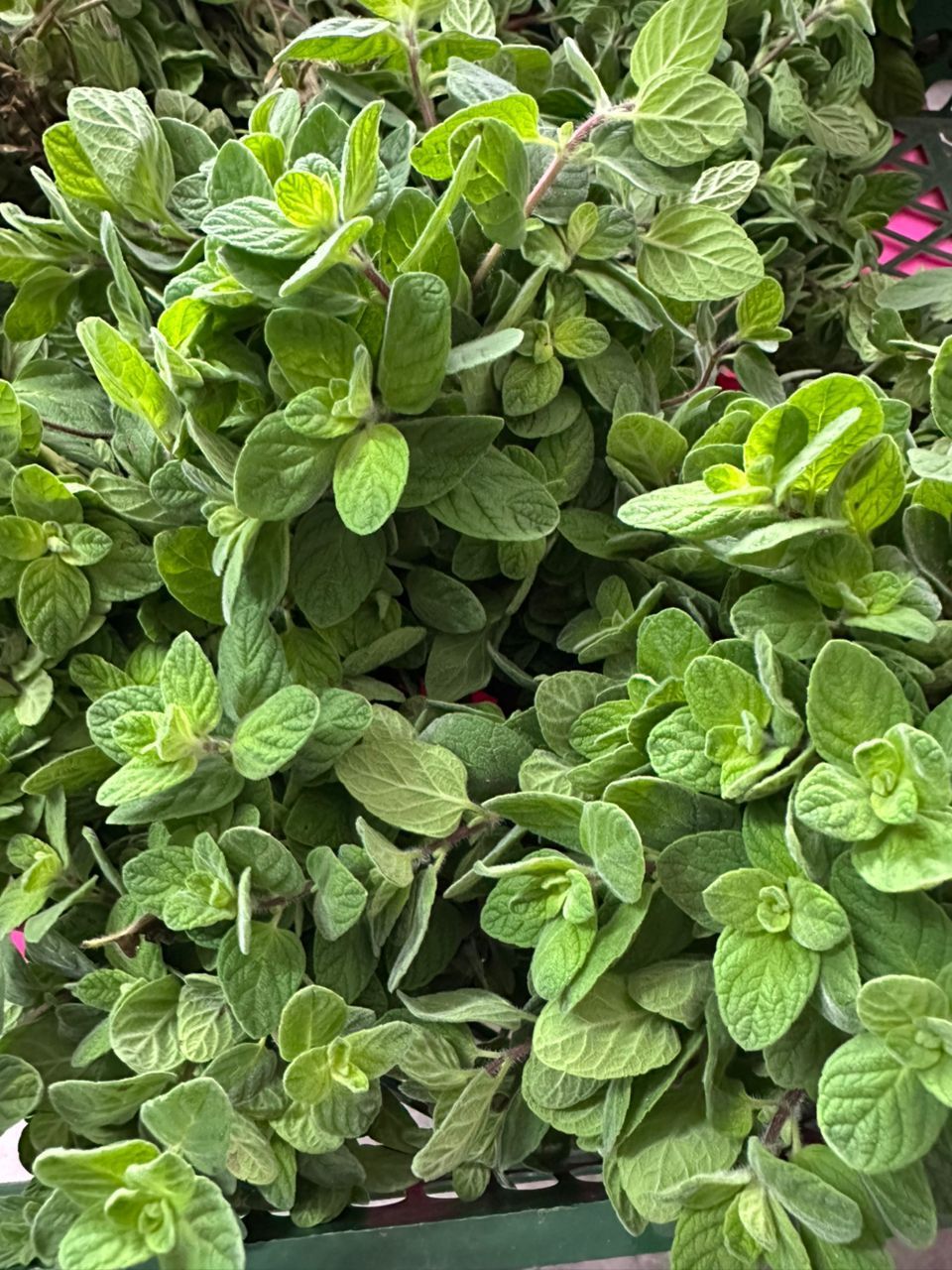 MPS44-thym vert botte باقة زعتر اخضر _0