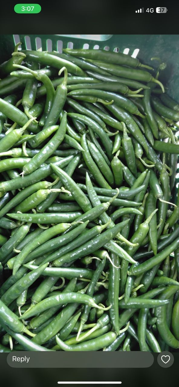 MPS51- Piment vert 1kg حر اخضر _0