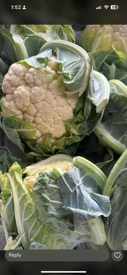 MPS53- Cauliflower قرنبيط _0
