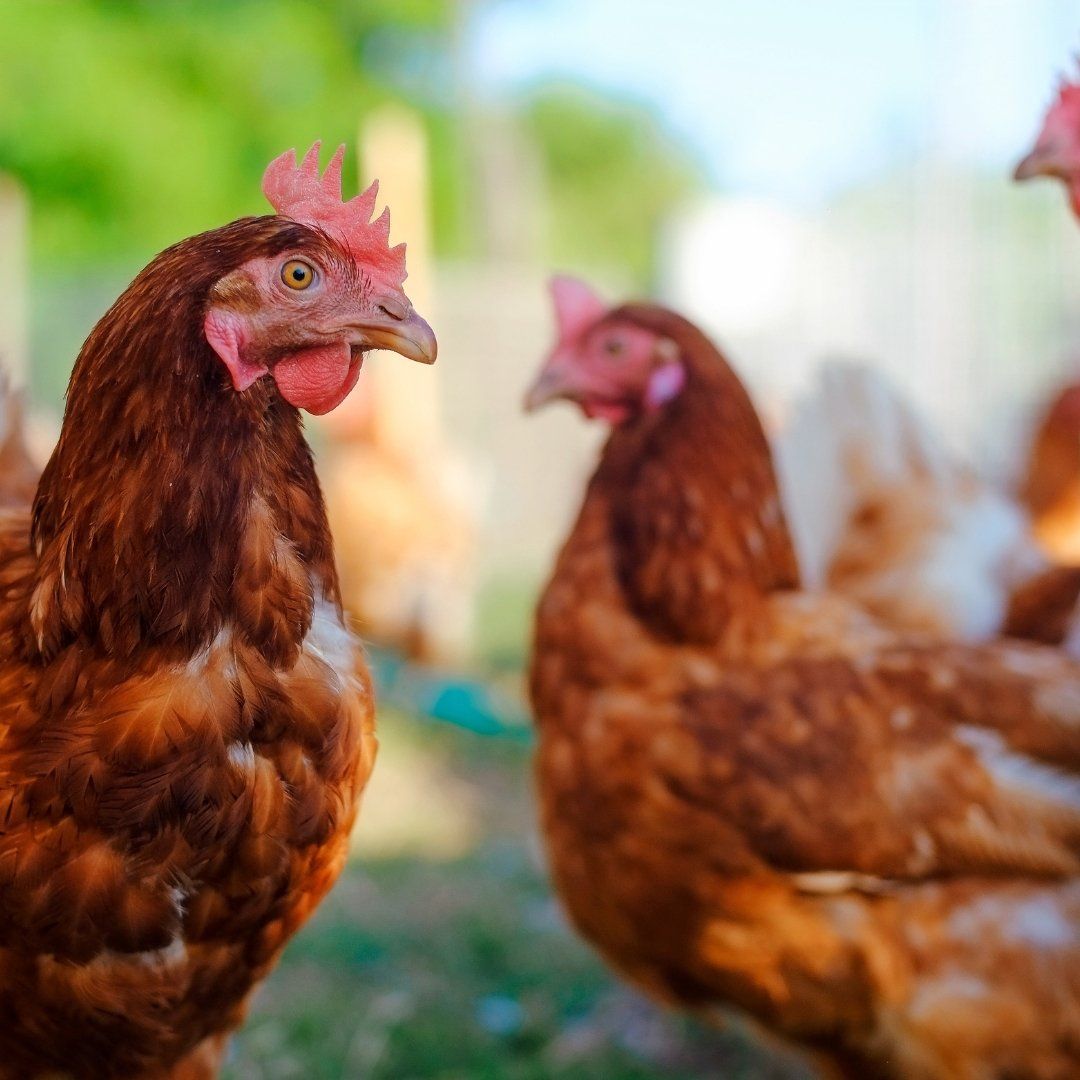 Exlayer/ex layer / offlayer_1