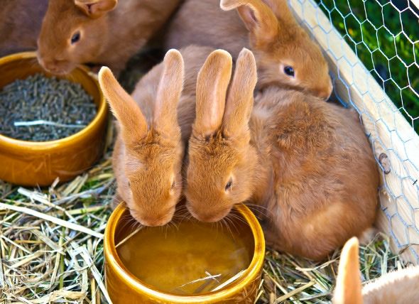 Rabbit clay feeders _2