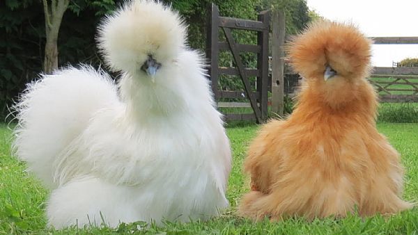 Mature silkie_0