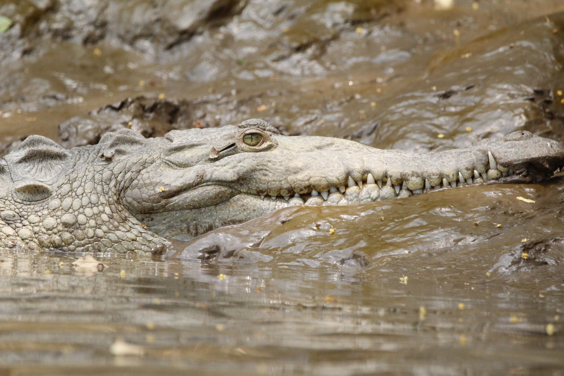 Palo Verde National Park, Boat Tour 🛥️🐊_1