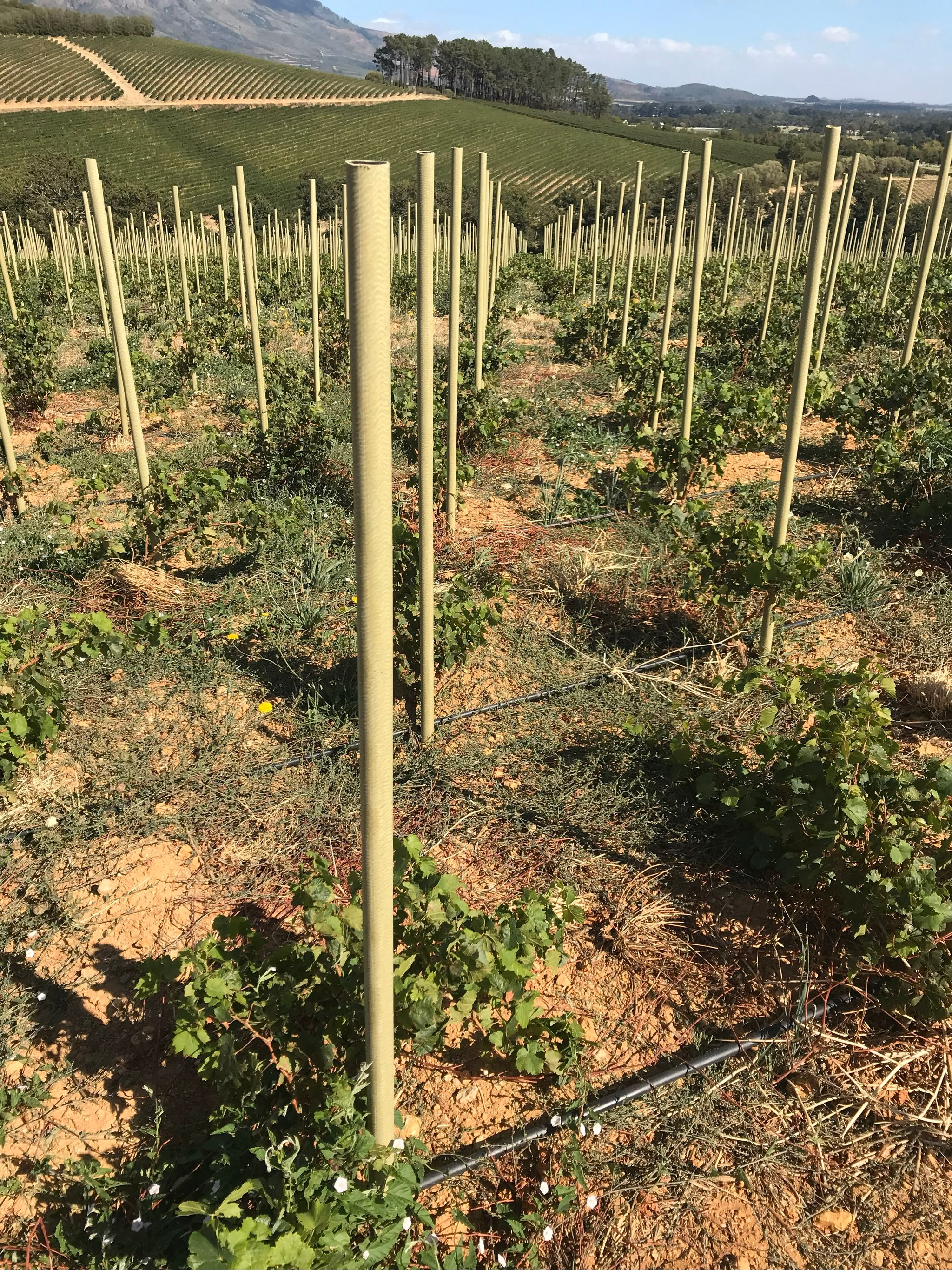 32mm Stok by Paal or Posted Vine Pole_1